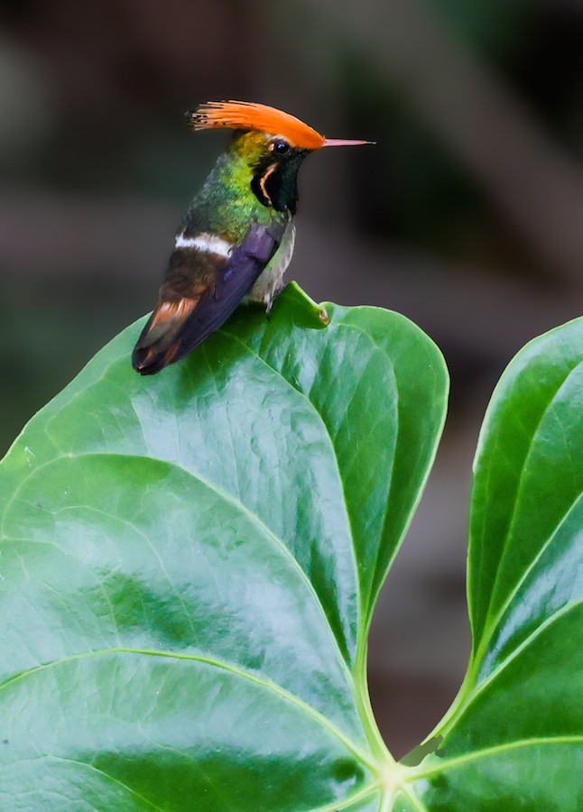 Rufous-crested Coquette - ML644422110
