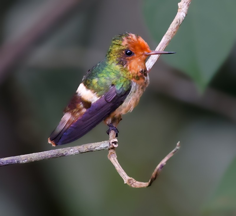Rufous-crested Coquette - ML644422111