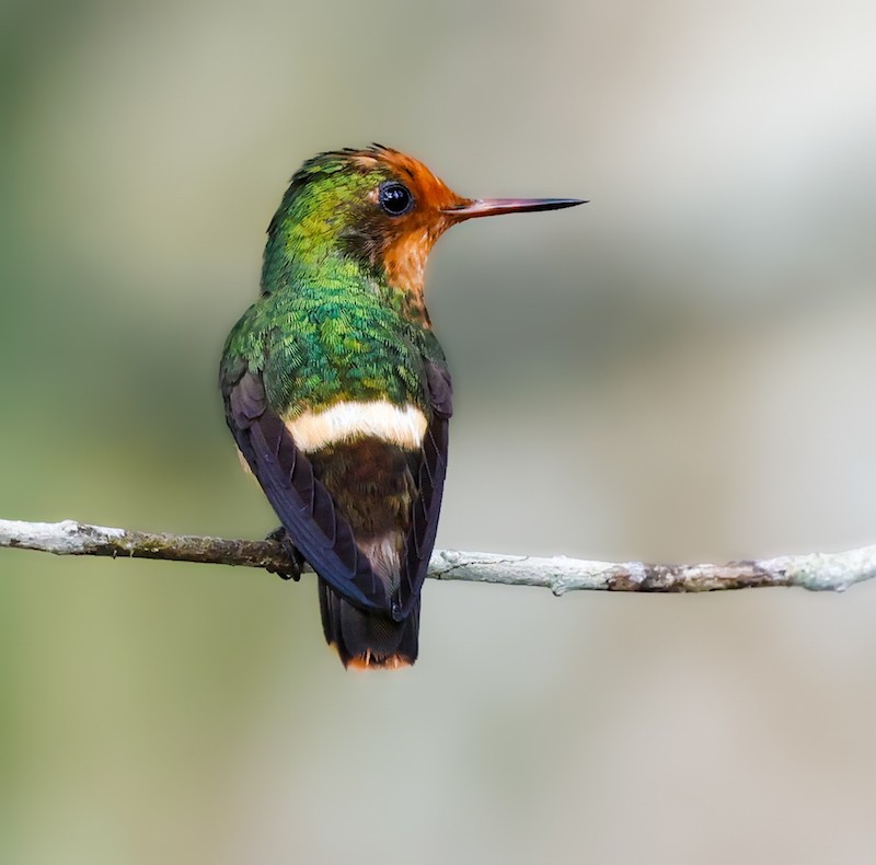 Rufous-crested Coquette - ML644422112