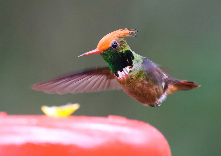 Rufous-crested Coquette - ML644422114