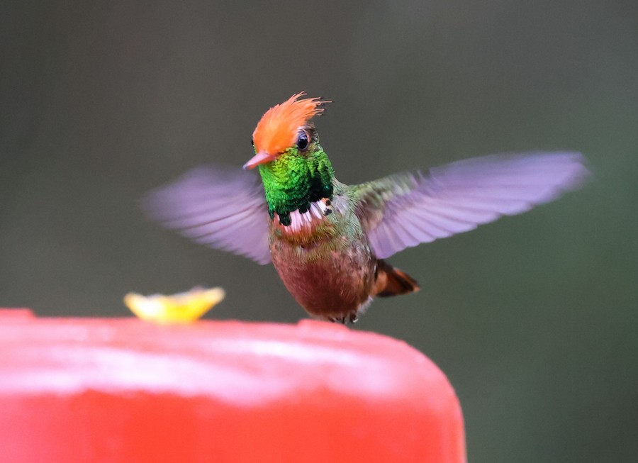 Rufous-crested Coquette - ML644422115