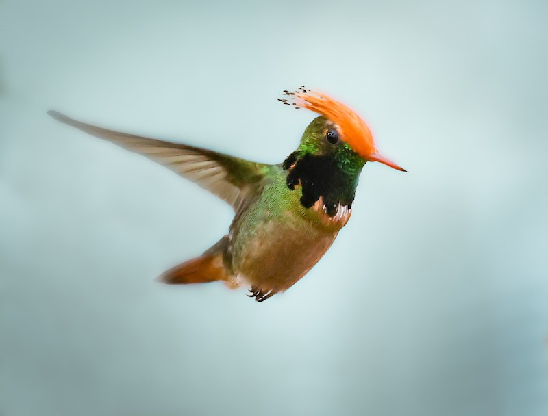 Rufous-crested Coquette - ML644422116