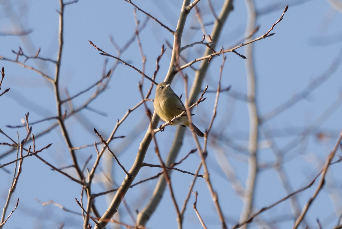 Orange-crowned Warbler - ML644422134