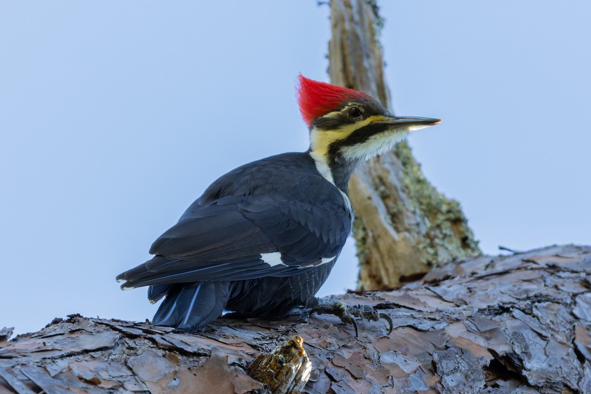 Жовна північна - ML644422139