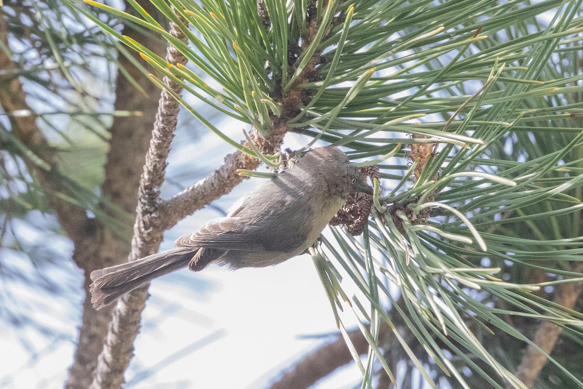 Bushtit - ML644422146