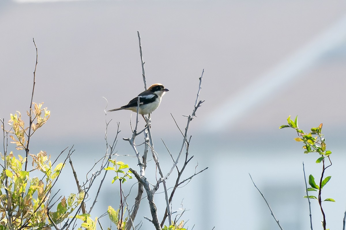 Woodchat Shrike - ML644422155