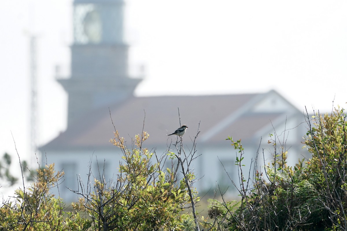 Woodchat Shrike - ML644422156