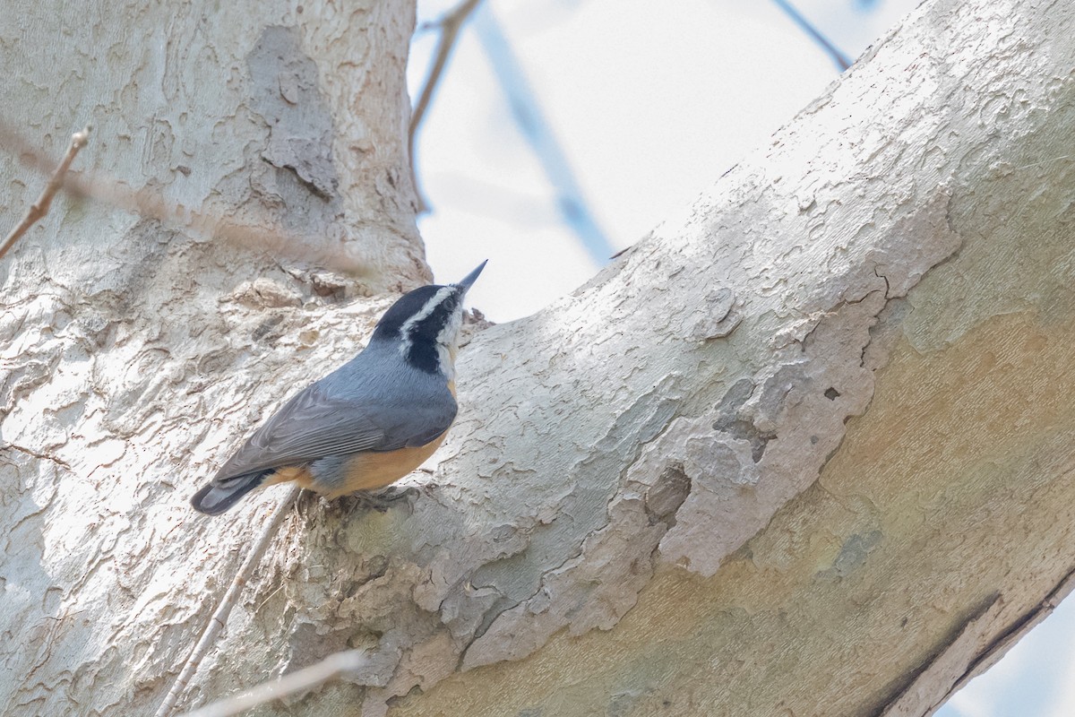 Red-breasted Nuthatch - ML644422165
