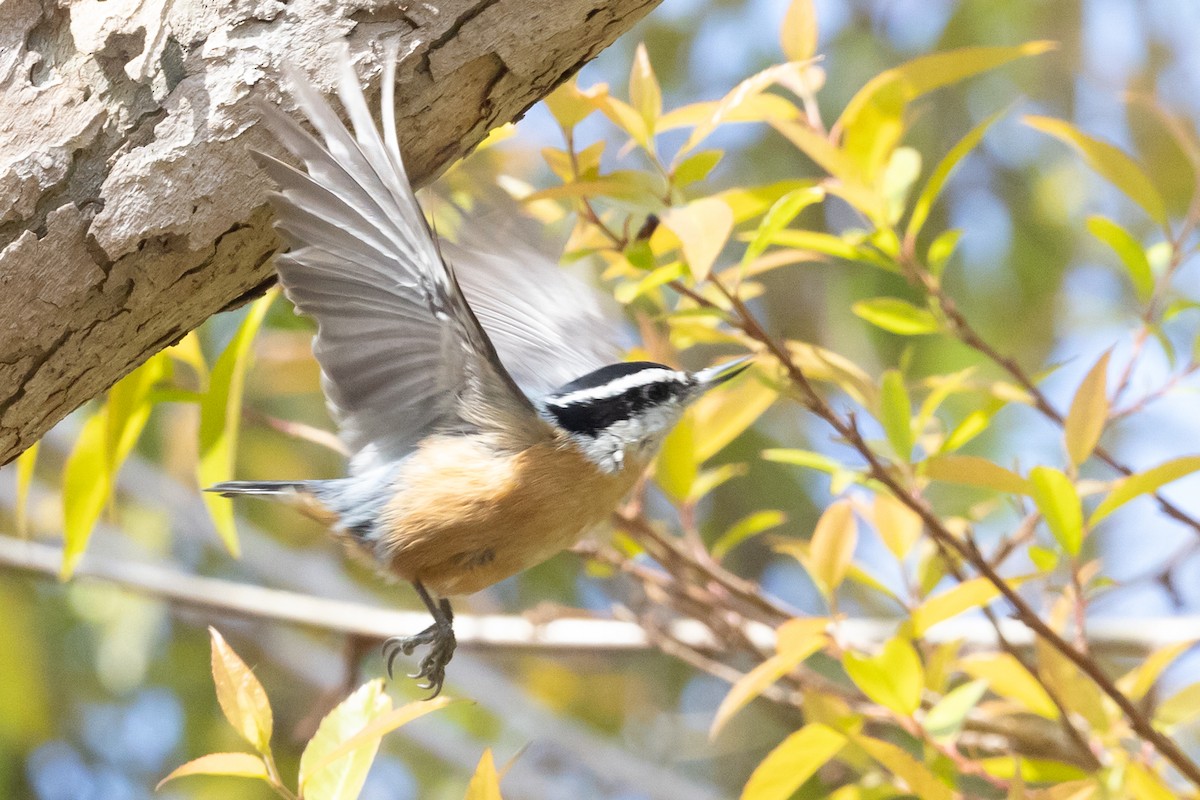 Red-breasted Nuthatch - ML644422166