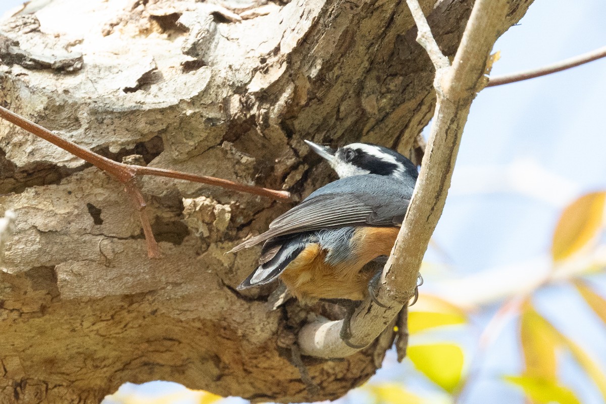 Red-breasted Nuthatch - ML644422167
