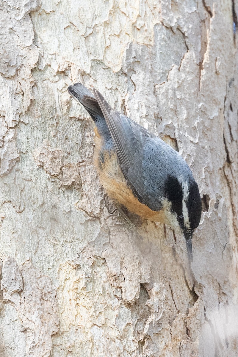 Red-breasted Nuthatch - ML644422168