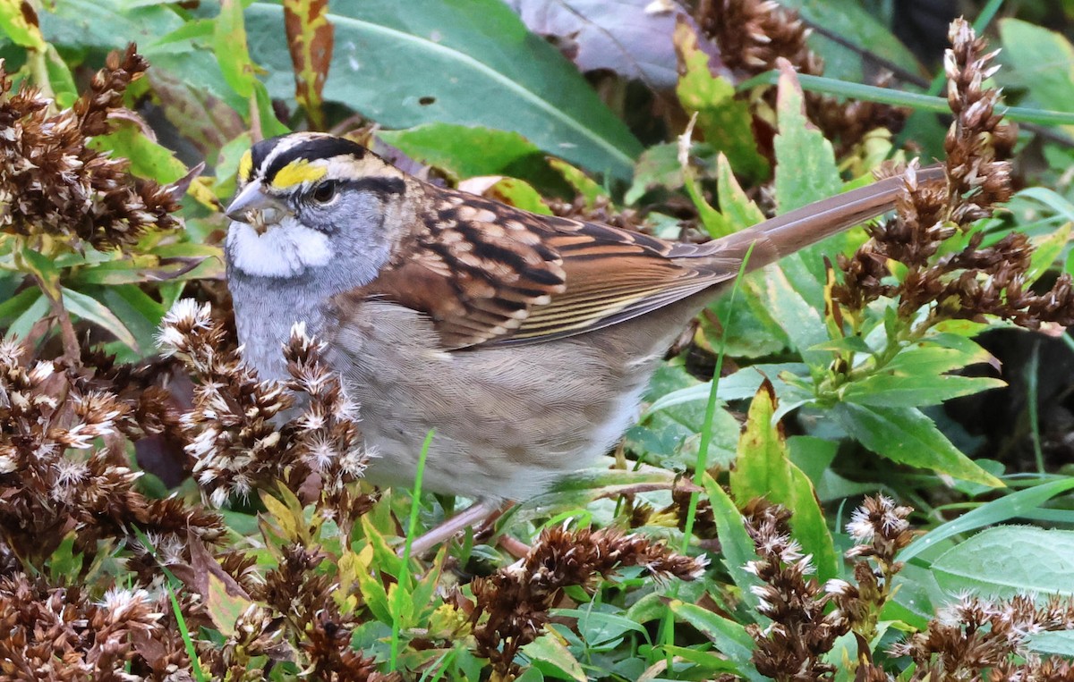 White-throated Sparrow - ML644422173