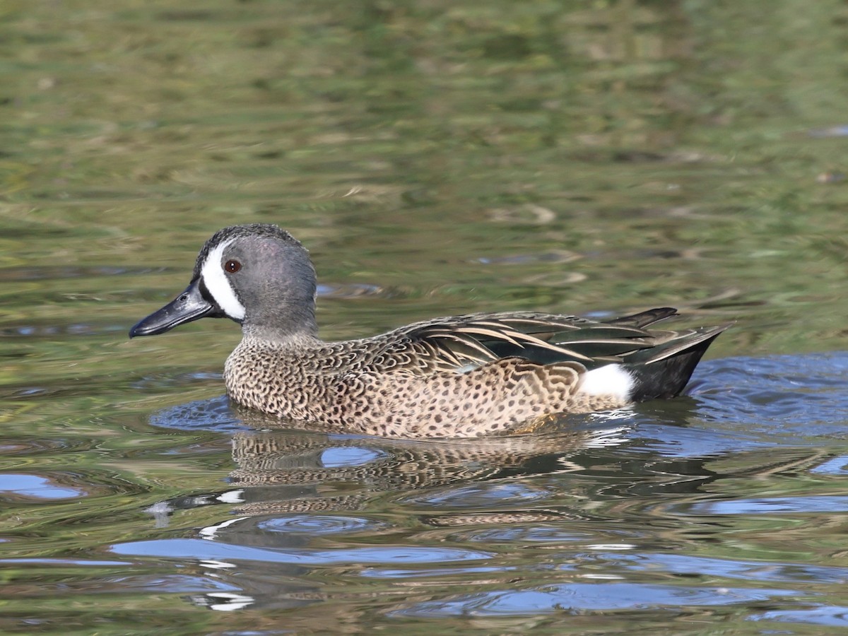 Blue-winged Teal - ML644422187
