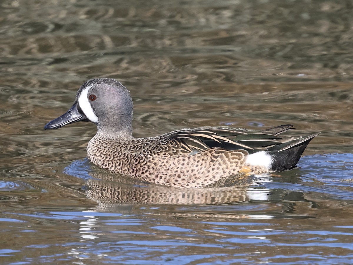 Blue-winged Teal - ML644422188