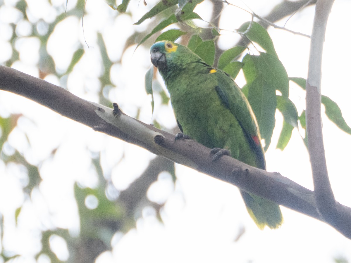 blåpanneamazon - ML644422192