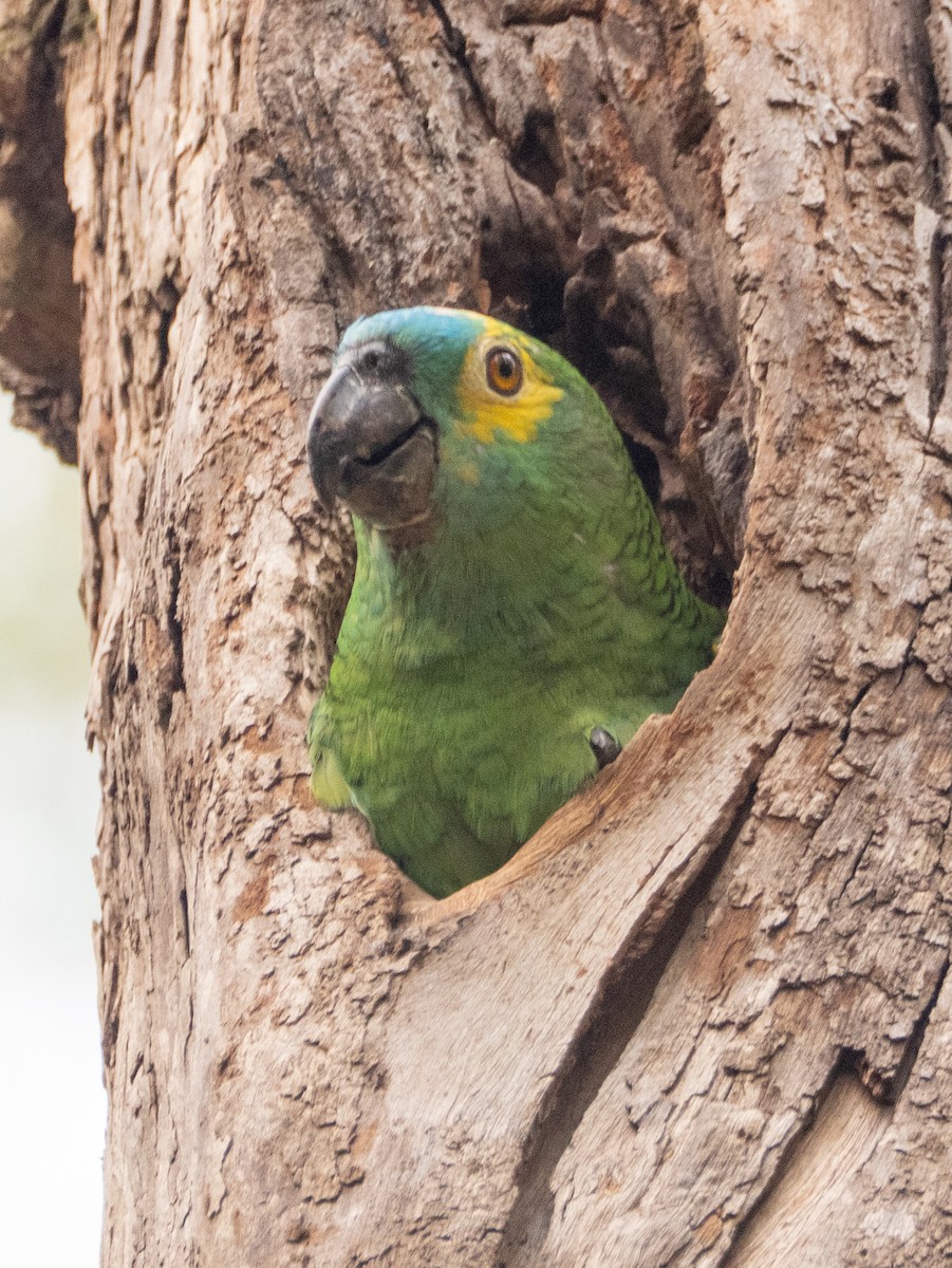 blåpanneamazon - ML644422193