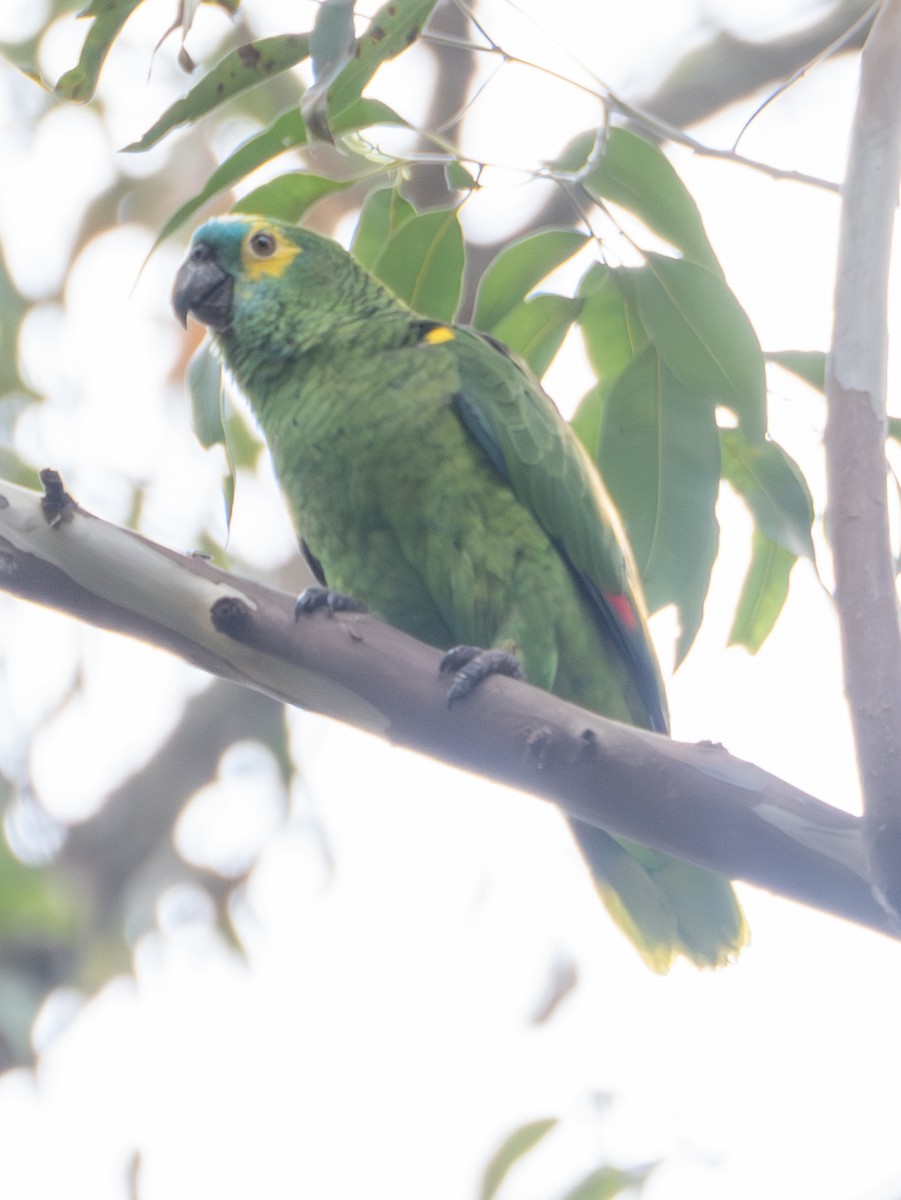 blåpanneamazon - ML644422194