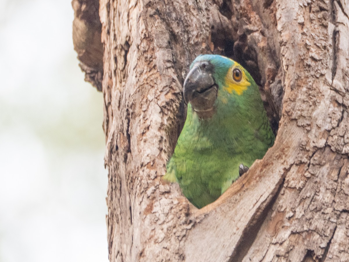 blåpanneamazon - ML644422195