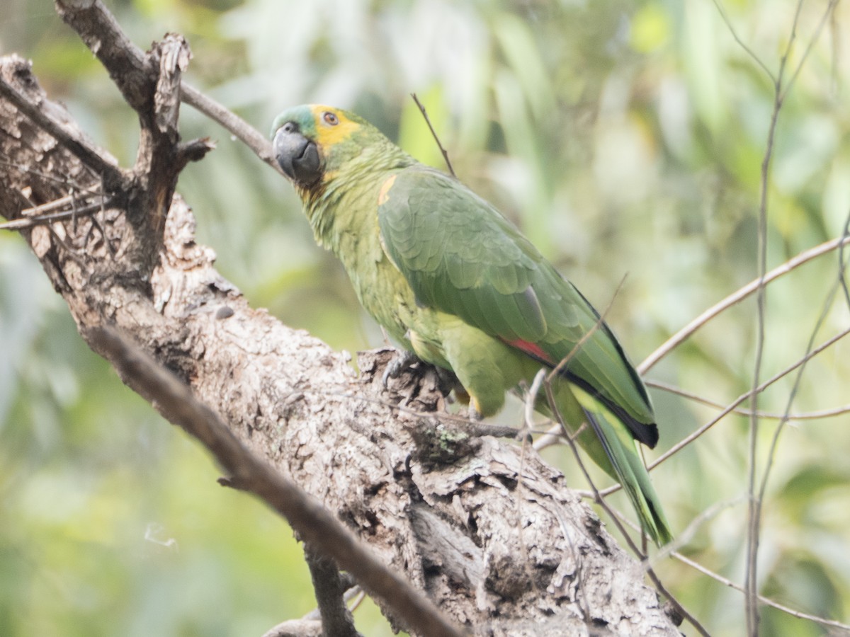 blåpanneamazon - ML644422196