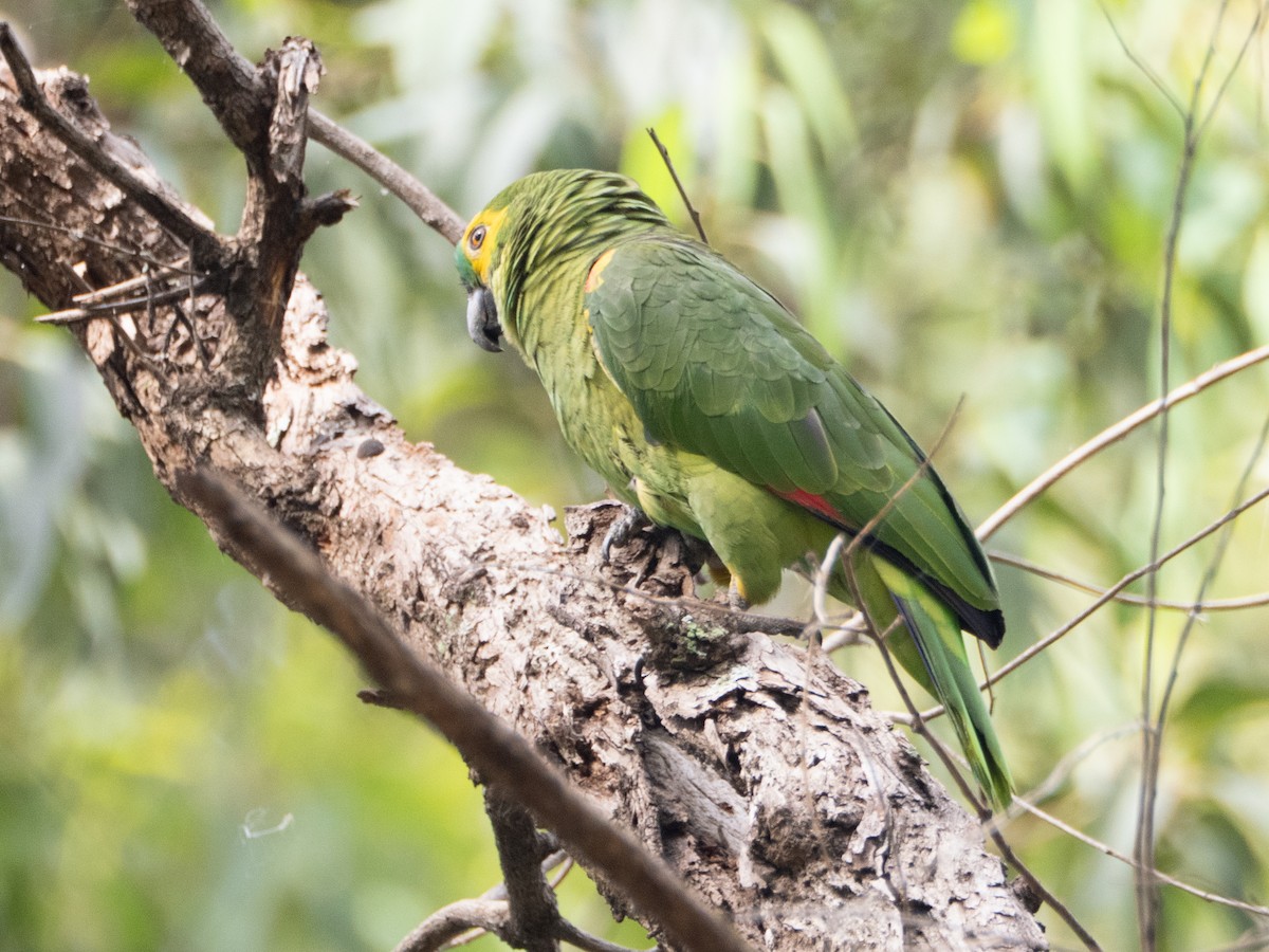 blåpanneamazon - ML644422197