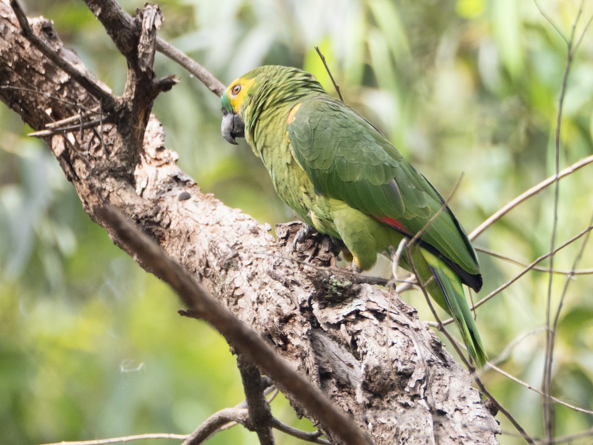 blåpanneamazon - ML644422198