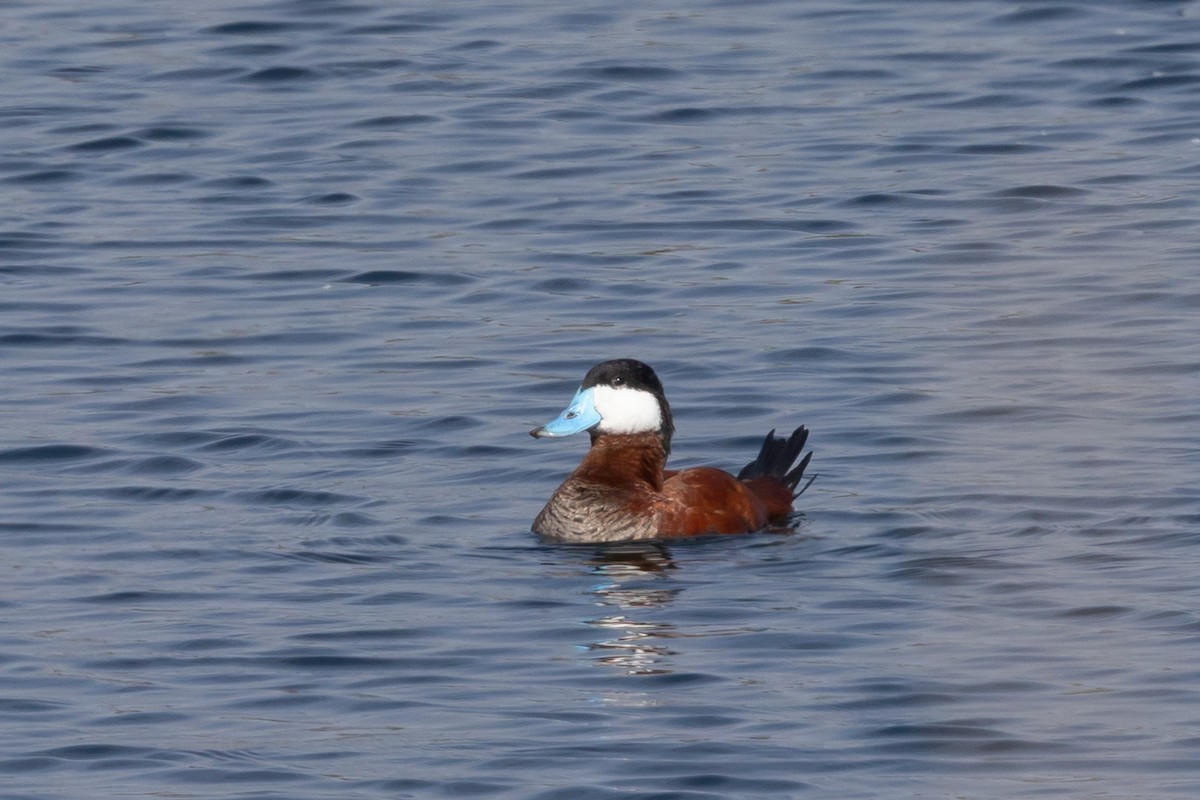 Ruddy Duck - ML644422225
