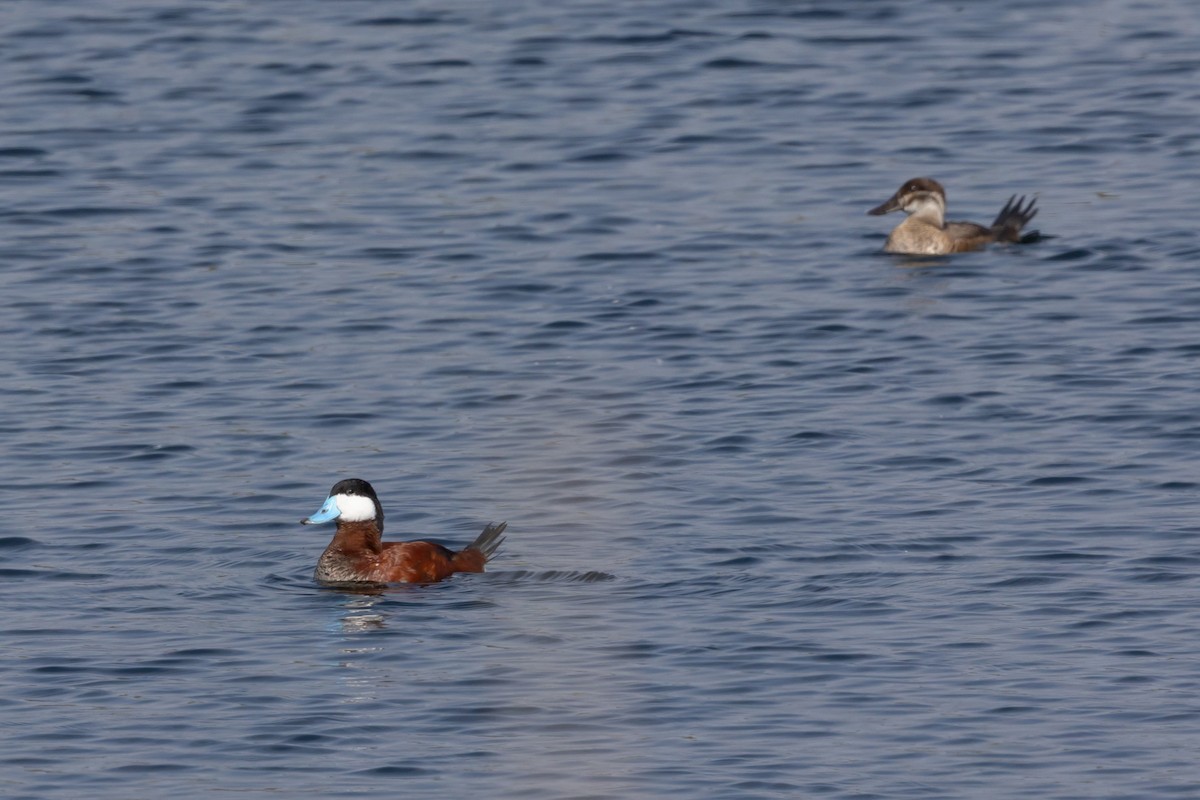 Ruddy Duck - ML644422226