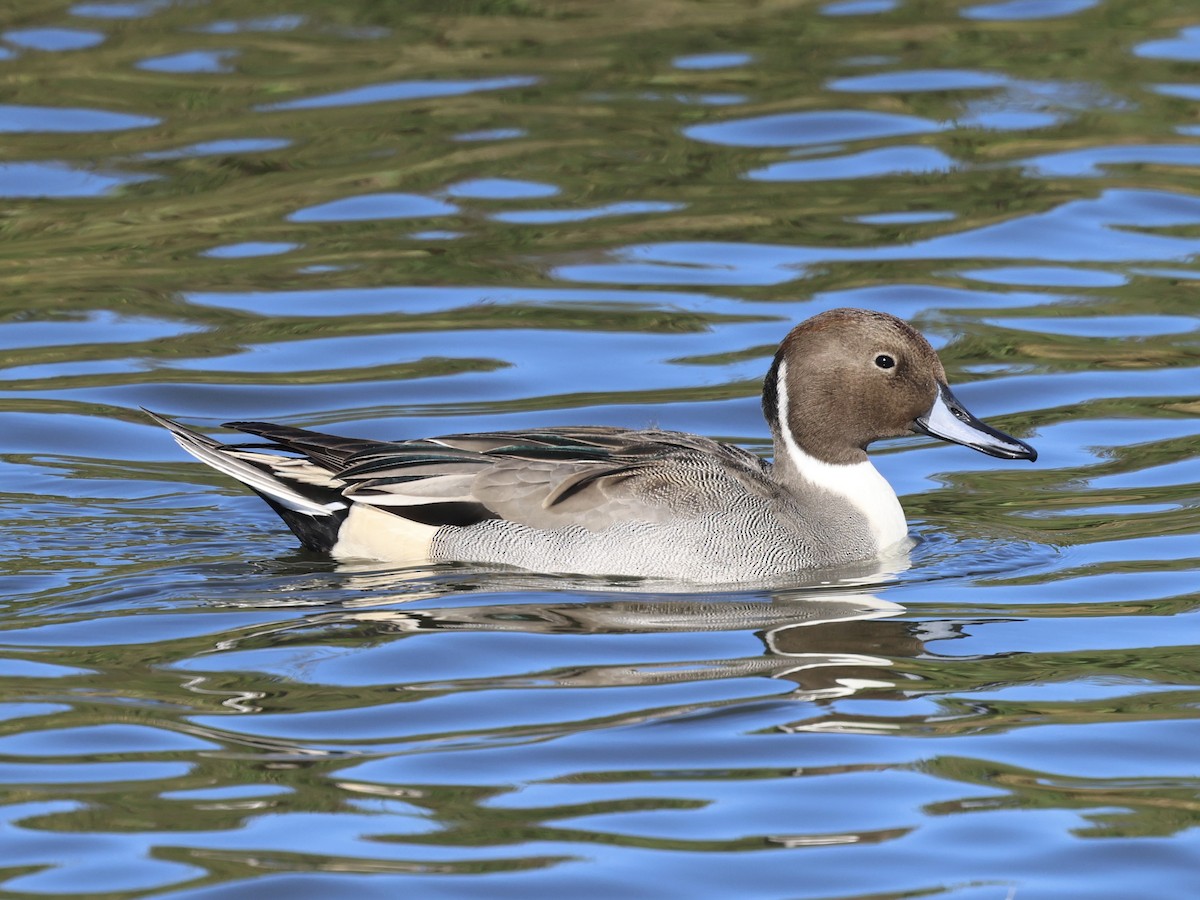 Northern Pintail - ML644422228