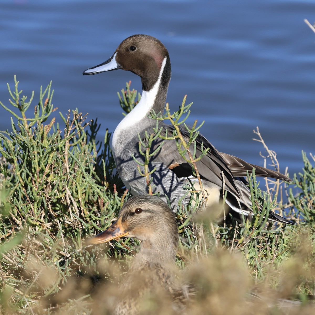 Northern Pintail - ML644422230