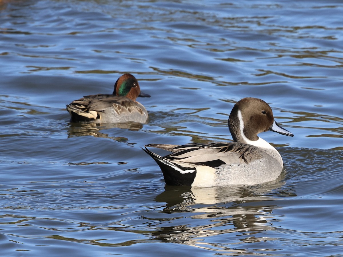Northern Pintail - ML644422232