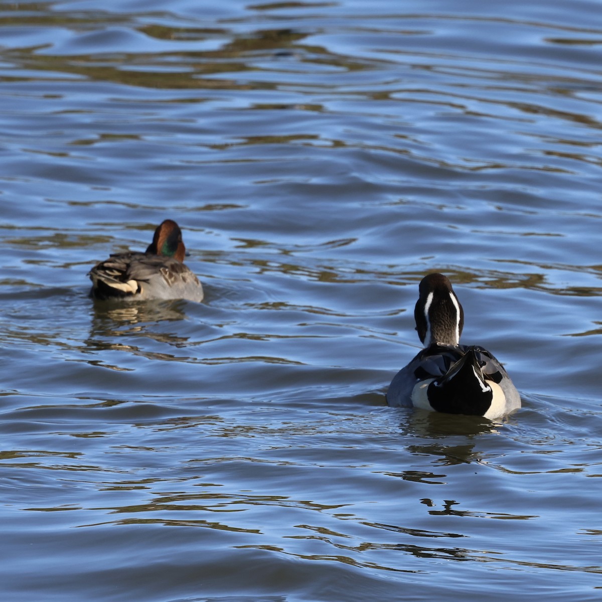 Northern Pintail - ML644422233