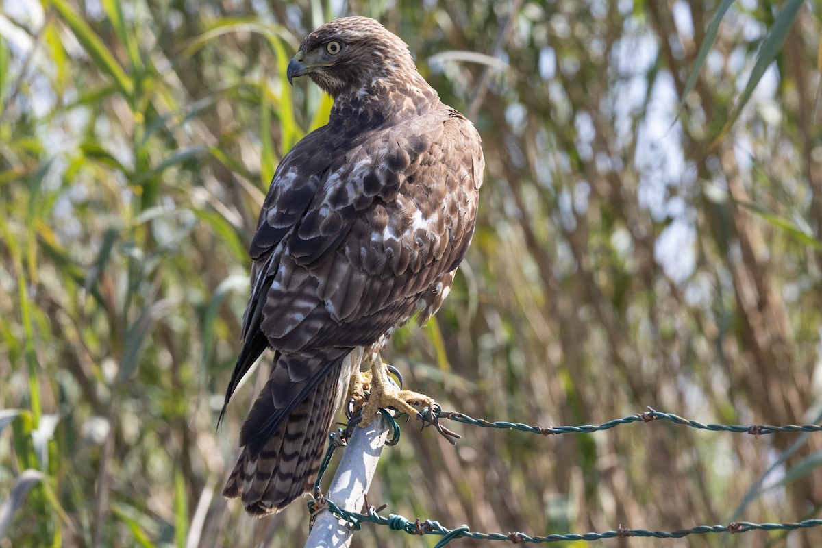Red-tailed Hawk - ML644422247