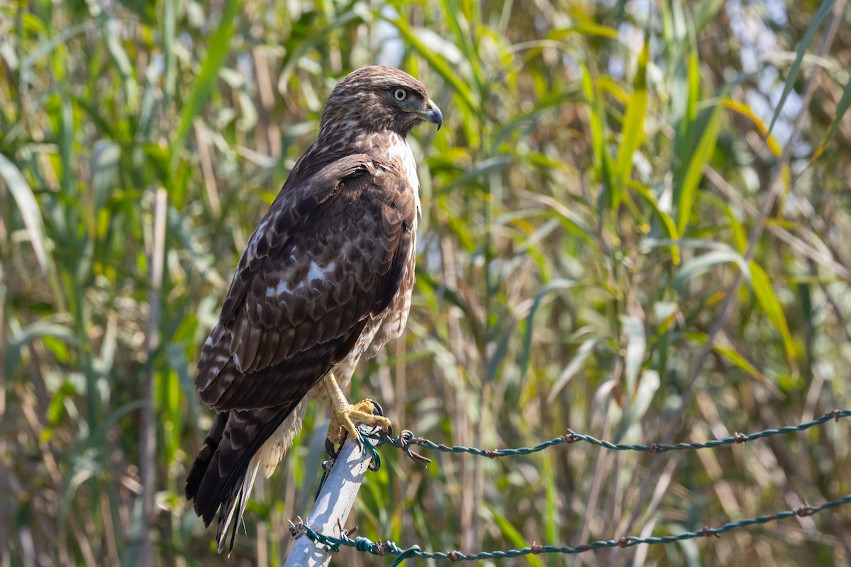 Red-tailed Hawk - ML644422248
