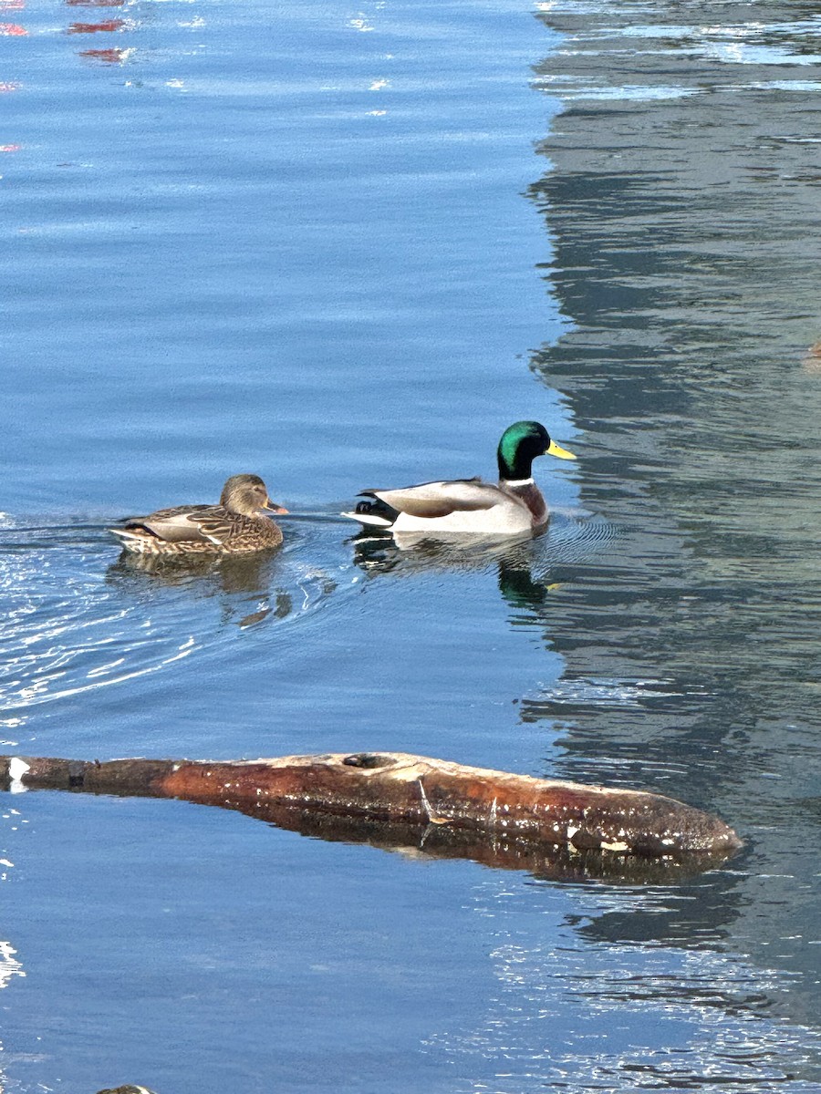 Крижень звичайний - ML644422266