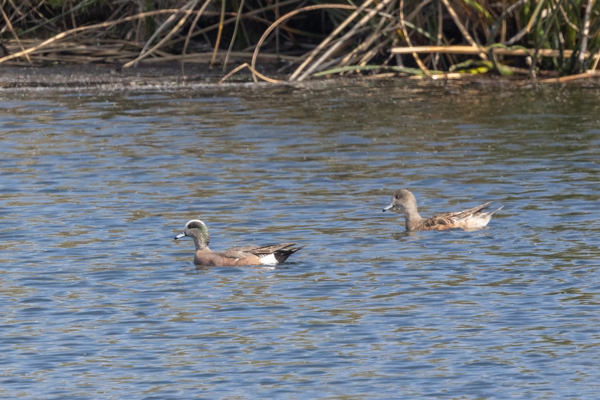 American Wigeon - ML644422267