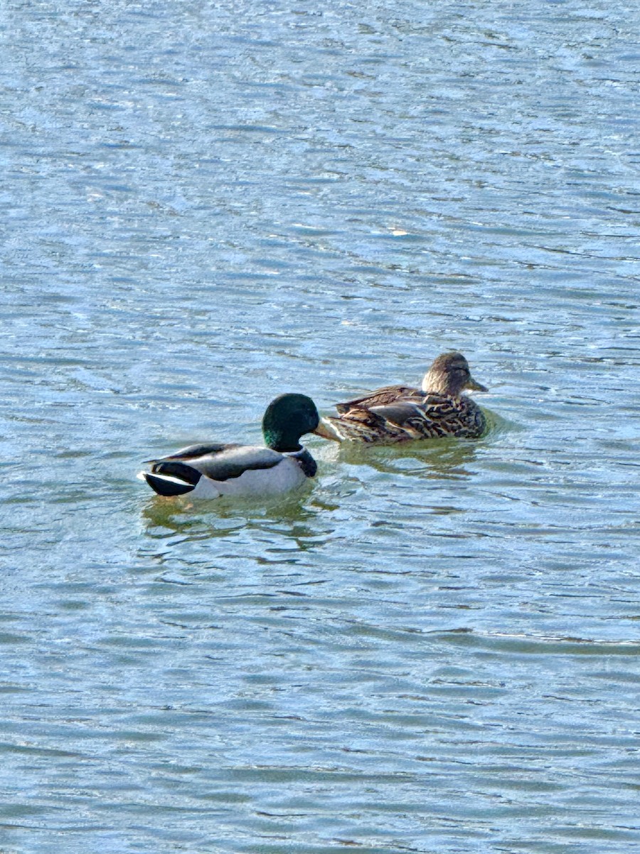 Крижень звичайний - ML644422273