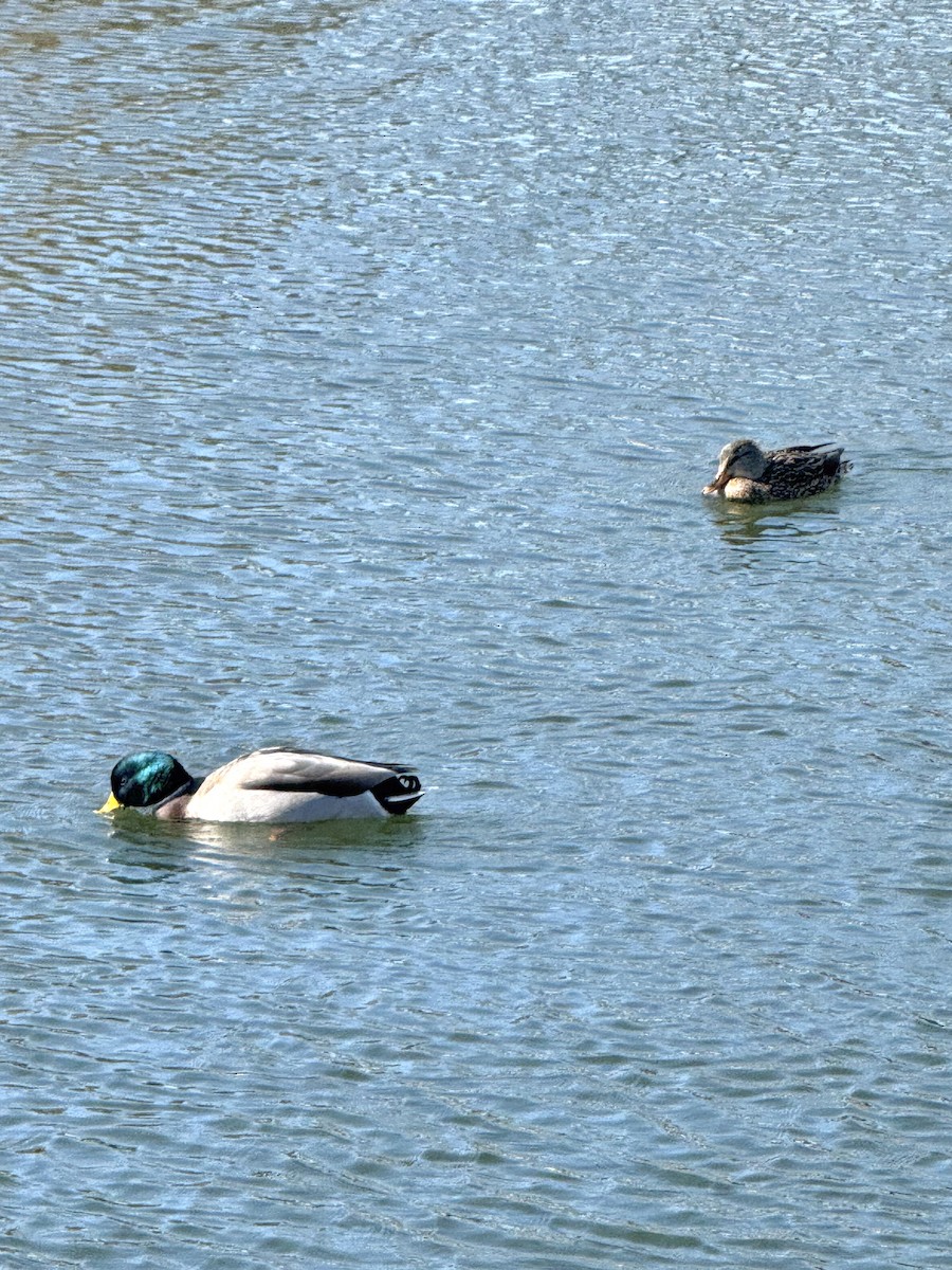 Крижень звичайний - ML644422274