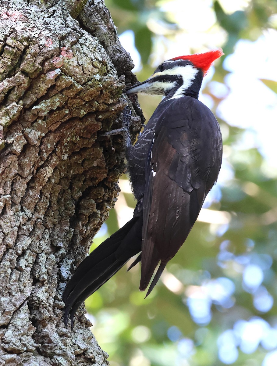Жовна північна - ML644422283