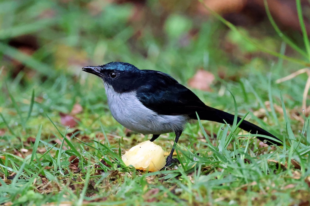 Fan-tailed Berrypecker - ML644422284