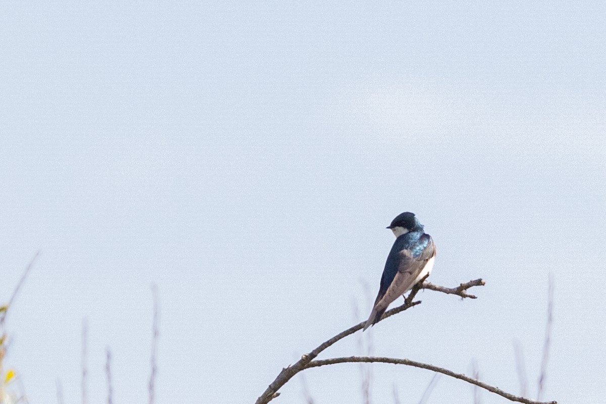 Tree Swallow - ML644422286