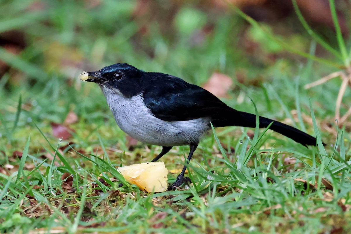 Fan-tailed Berrypecker - ML644422301