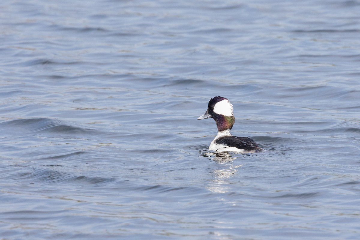 Bufflehead - ML644422307