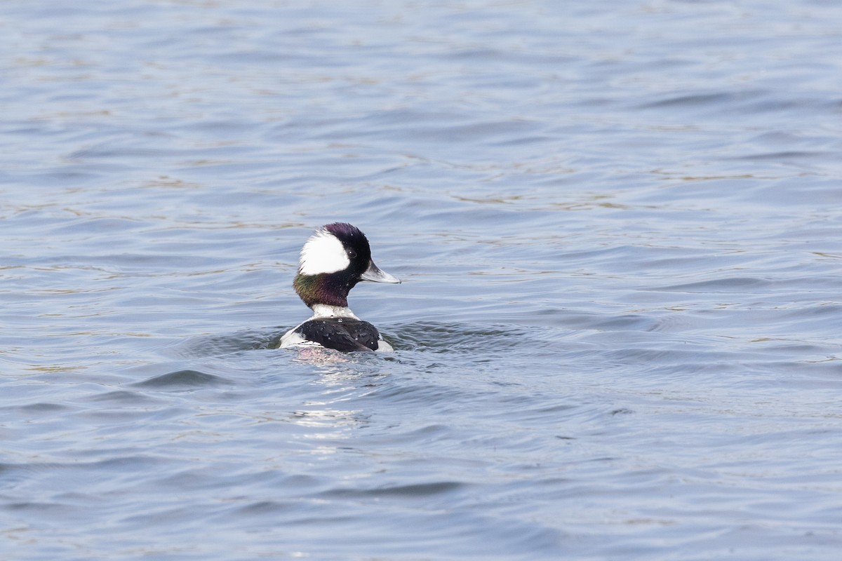 Bufflehead - ML644422308