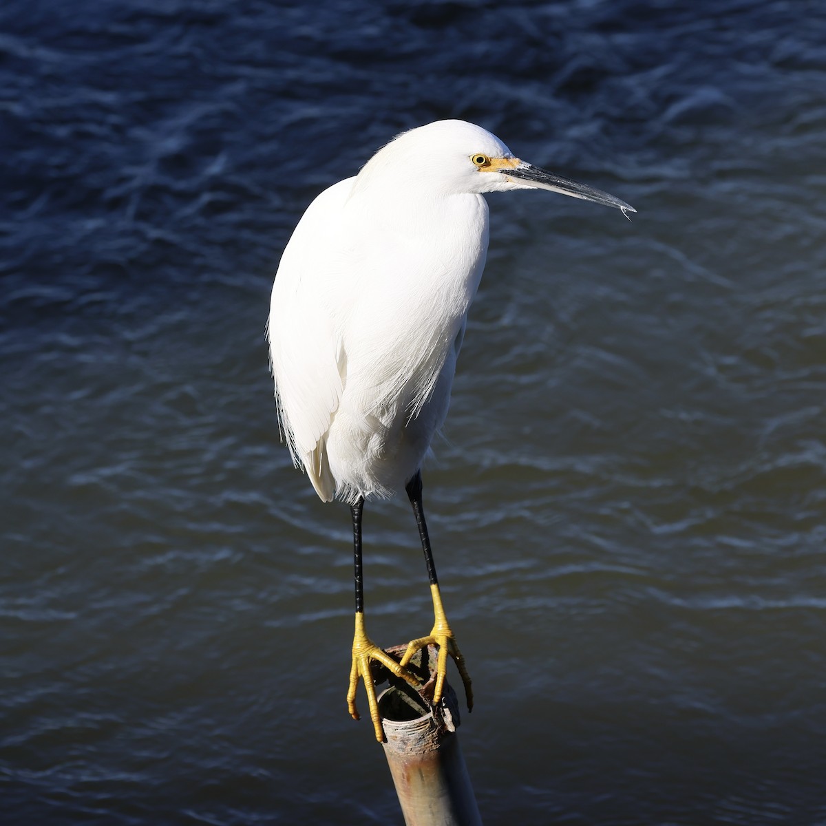 ユキコサギ - ML644422317