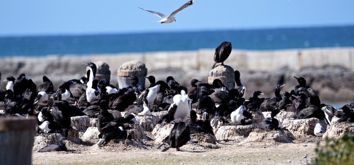 Stewart Island Shag - ML644422331