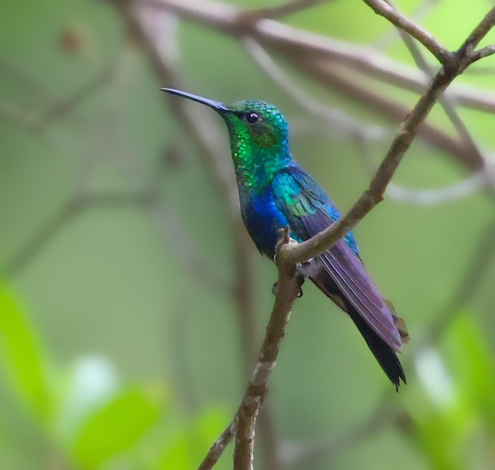 Fork-tailed Woodnymph - ML644422334