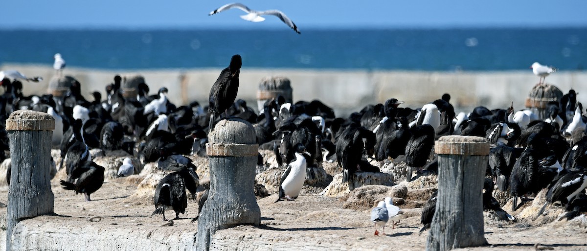 Stewart Island Shag - ML644422343