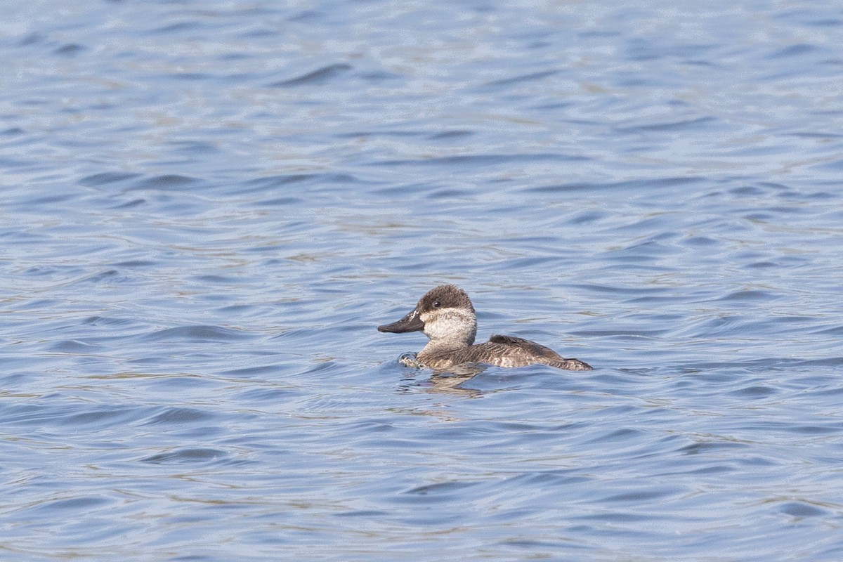 Ruddy Duck - ML644422345