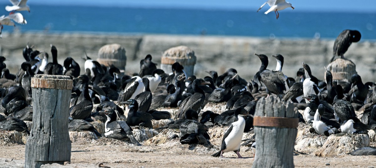 Stewart Island Shag - ML644422349