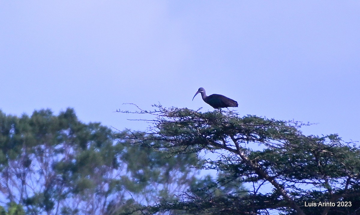 Hadada Ibis - ML644422356